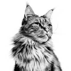 Cat Products