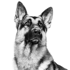 Dog Products