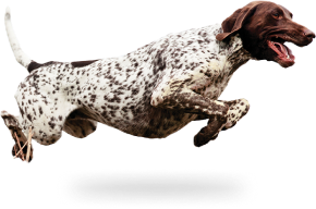 Eukanuba Products